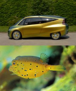 The yellow boxfish, and the Bionic Concept Vehicle it inspired.