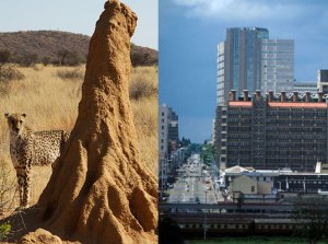 A termite hill can easily regulate temperature, even in drastic outside conditions, a system used by the Eastgate Building in Zimbabwe.